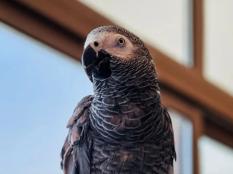 کلسیم در تغذیه کاسکو فراموش نشود