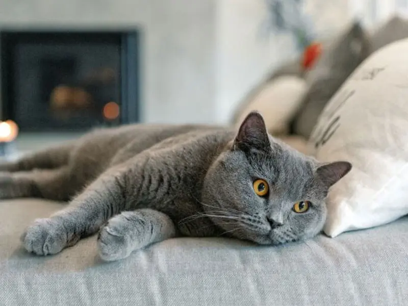 نکاتی درباره دندان و شکل فک بریتیشها