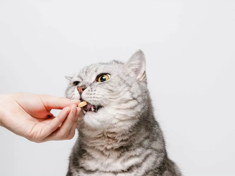 ویتامینها و مکملهای ضروری برای گربههای نژاد بریتیش