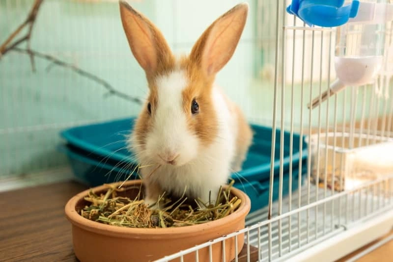 مزایای یونجه برای خرگوشها