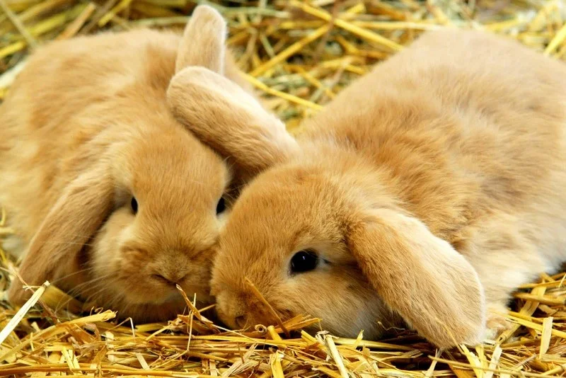 نکات مهم برای نگهداری صحیح یونجه