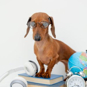 [fpdl.in]_beautiful-little-dachshund-glasses-vision-sits-books_98296-5037_full