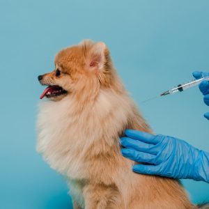 fpdl_in_cropped_view_veterinarian_latex_gloves_holding_syringe_making (1)