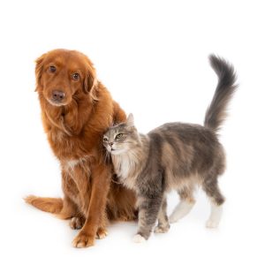 A grey fluffy domestic cat with long hair showing its affection to a brown dog with long hair