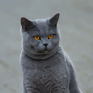 بهترین غذای گربه نژاد بریتیش