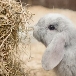 بهترین یونجه برای خرگوش کدام است؟ (بررسی انواع و راهنمای خرید)
