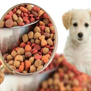 تشخیص غذای تقلبی سگ؛ راهنمای شناسایی غذای اصل